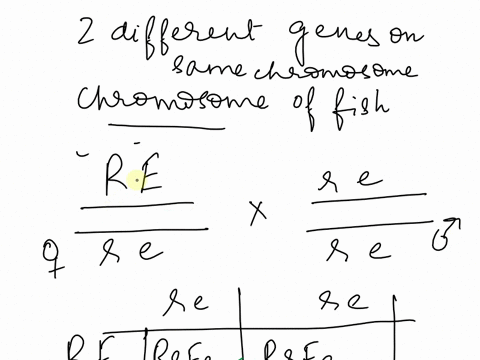 Two different genes are located on the same chromosomal pair...