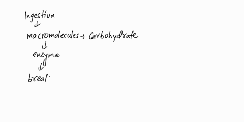 after-ingestion-the-first-type-of-macromolecule-to-be-worked-on-by-enzymes-in-the-mouth-is-protein-carbohydrate-fat-nucleic-acids-which-of-the-following-statements-about-the-digestive-system-07232
