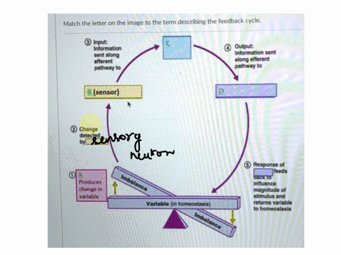match-the-letter-on-the-image-to-the-term-describing-the-feedback-cycle-inpul-inlormallon-senf-along-alterent-pathway-outpul-intormalion-sent-along-etterent-pathway-t0-sensor-change-detected-91418