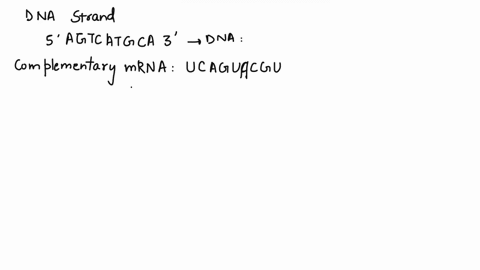 4-part-question-given-the-strand-of-dna-5-agtcatgca3-create-the-complementary-strand-of-mrna-then-list-which-bases-are-purines-and-which-are-pyrimidines-how-many-hydrogen-bonds-form-between-46727
