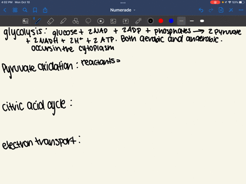 state-the-beginning-reactants-and-the-end-products-of-glycolysis-pyruvate-oxidation-the-citric-acid-cycle-and-the-electron-transport-chainchemiosmosis-describe-where-these-processes-take-pla-33699