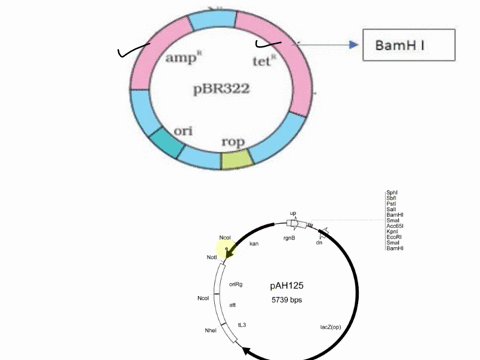 although-there-are-several-different-types-of-plasmids-they-all-multiple-choice-make-cells-resistant-to-antibiotics-can-confer-some-kind-of-selective-growth-advantage-depending-on-environmen-14047