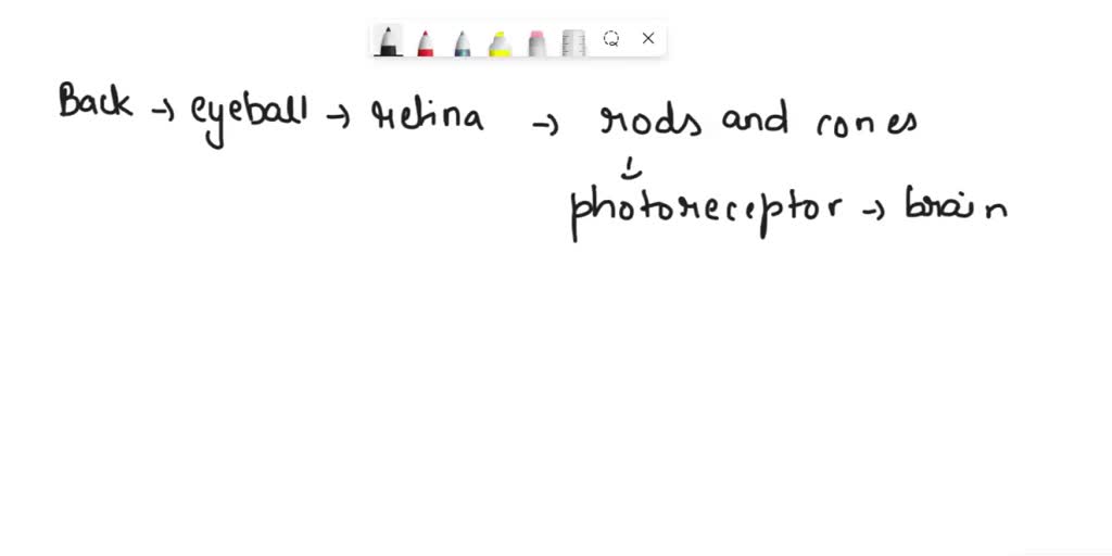 SOLVED The in the back of the eyeball is made up of millions of rods