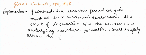 anterior-limb-bud-aer-zpa-posterior-limb-buds-47183