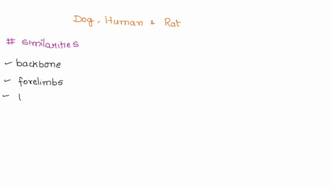 3-comparing-a-dog-human-and-rat-skeleton-provide-3-similarities-3-differences-between-the-skeletons-focus-on-limbs-backbone-skull-similarities-differences-05817