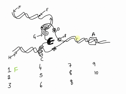 1-below-is-a-diagram-of-dna-replication-fork-in-e-coli-associate-each-term-or-molecular-machine-with-the-correct-label-on-the-diagram-some-terms-may-be-associated-with-more-than-one-label-be-75501