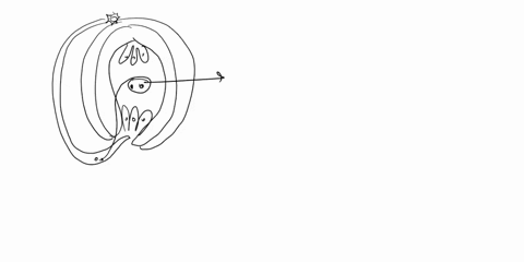 describe-the-development-of-endosperm-after-the-double-fertilization-in-an-angiosperm-why-does-endosperm-development-precede-that-of-zygote-08052