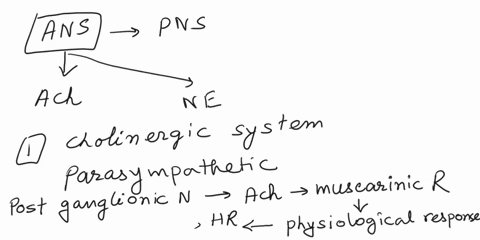 how-does-the-autonomic-nervous-system-participate-at-the-systems-level-of-neurotransmitters-92832