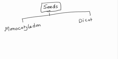 categorise-the-seeds-based-on-their-cotyledons-write-2-examples-of-each-category-29596