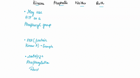classify-the-phrases-does-each-phrase-describe-kinase_-phosphatase-neither-or-both-kinases-phosphatases-neither-both-answer-bank-may-use-atp-as-phosphoryl-group-donor-regulate-the-activity-o-77807