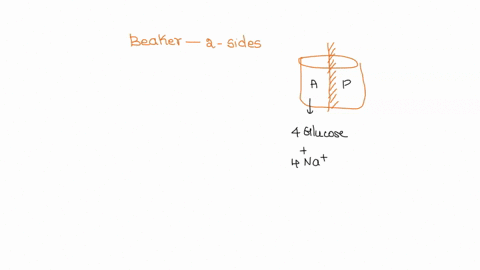 a-beaker-has-2-sides-divided-by-membrane-that-is-permeable-to-water-side-a-of-the-beaker-contains-water-and-glucose-molecules-and-na-side-b-of-the-beaker-contains-water-and-na-glut-carriers-75598