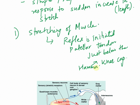 in-the-stretch-reflexknee-jerk-reflex-the-muscle-stretches-and-the-muscle-spindle-is-excited-the-sensory-neuron-sends-an-afferent-signal-to-the-spinal-cord-explain-the-synapses-that-will-occ-38815