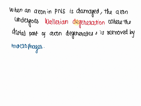 a-damaged-axon-in-the-pns-may-be-able-to-regenerate-only-if-the-cell-body-is-intact-why-do-you-think-that-the-cell-body-must-be-intact-for-regeneration-to-occur-hint-think-about-the-function-66361