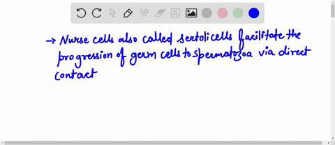 which-is-not-a-function-of-nurse-cells-surrounding-developing-sperm-undergo-meiosis-provide-nutrients-chemical-environment-98875