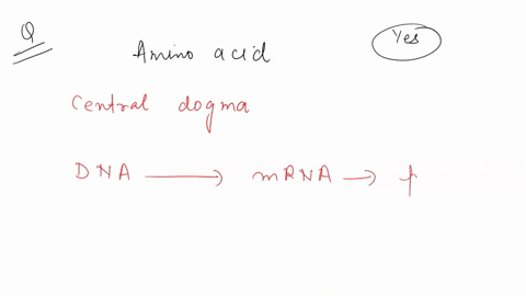 if-you-knew-a-particular-amino-acid-sequence-could-you-definitively-determine-the-dna-sequence-for-that-protein-why-or-why-not-explain-52454