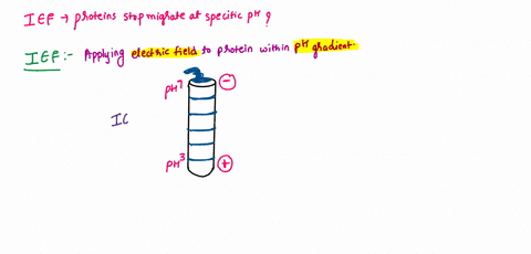 during-isoelectric-focusing-at-some-point-along-the-ph-gradient-gel-proteins-stop-moving-because-the-proteins-have-a-net-negative-charge-at-that-ph-the-proteins-have-a-net-charge-of-zero-at-56512