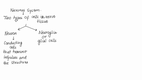 13_-nervous-tissue-is-specialized-form-of-tissue-which-is-responsible-for-the-conduction-of-electrical-impulses-between-all-parts-of-the-body-it-consists-of-two-types-of-cells-the-and-the-ne-30966