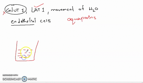 alice-reads-another-paper-which-seeks-to-elucidate-the-interaction-of-glut1-lat1-and-the-movement-of-water-in-the-paper-the-authors-set-up-artificial-cells-which-mimic-the-endothelial-cells-61507