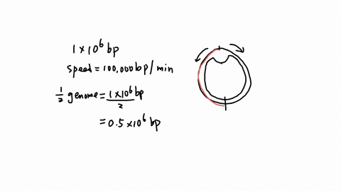 a-circular-molecule-of-dna-contains-1-million-base-pairs-if-the-rate-of-dna-synthesis-at-a-replication-fork-is-100000-nucleotides-per-minute-how-much-time-will-theta-replication-require-to-c-10637