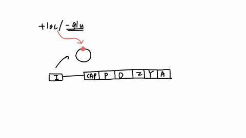 consider-the-schematic-representation-below-of-the-lac-operon-and-the-laci-gene-organisation-and-the-enzymes-and-regulatory-proteins-involved-the-expression-and-regulation-of-the-operon-lac-operon-r-2