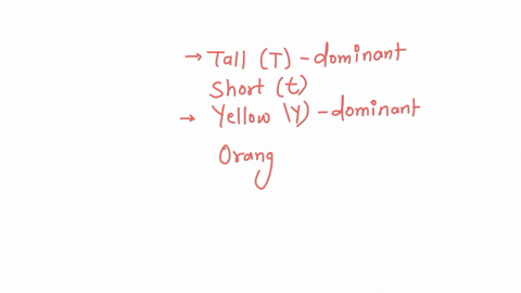 tall-sunflowers-are-dominant-t0-short-while-yellow-colored-flowers-are-dominant-to-orange-cross-a-plant-that-is-heterozygous-for-both-traits-with-a-plant-that-is-homozygous-dominant-for-heig-17007