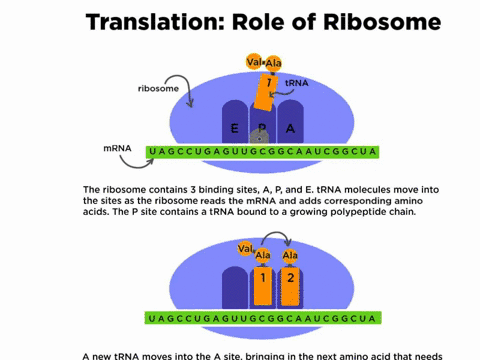 review-the-chapter-concepts-list-on-p-312-these-all-relate-to-the-translation-of-genetic-information-60534