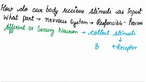 how-do-out-bodies-receive-stimuli-as-input-and-what-part-of-the-nervous-system-is-responsible-for-that-process-76212