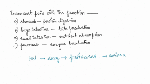 which-of-the-following-organs-is-incorrectly-paired-with-its-function-a-stomach-protein-digestion-b-51637