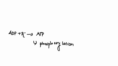 question-26-when-adp-gains-phosphate-to-form-atp-free-energy-is-released-by-the-loss-ofa-phosphate-enerzyis-consumed-activation-energy-is-produced-chemical-enerzy-is-converted-to-light-eners-70576