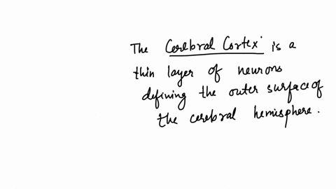 the-qquad-is-a-thin-layer-of-neurons-defining-the-outer-surface-of-the-cerebral-hemispheres-cerebral-cortex-occipital-lobe-glia-frontal-lobe