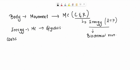 which-of-the-following-metabolic-pathways-occurs-in-muscle-cells-a-pentose-phosphate-pathway-b-oxidation-of-lactate-c-dephosphorylation-of-glucose-6-p-by-glucose-6-phosphatase-d-deamination-75853