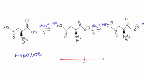 aspartate-has-three-ionizable-groups-with-pka-values-of-188-960-and-365-what-is-the-average-net-charge-of-aspartate-at-ph-365-36528