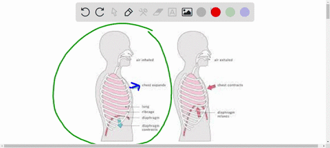 SOLVED:Which of these statements correctly goes with expiration rather ...