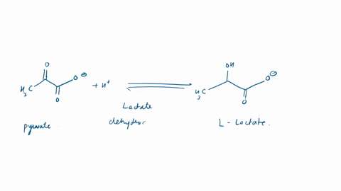 the-enzyme-lactate-dehydrogenase-catalyzes-the-reversible-oxidation-of-lactate-to-pyruvate-in-the-presence-of-nad-the-enzyme-binds-lactate-only-in-the-presence-of-nad-please-propose-a-clelan-77153