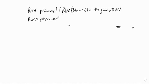 mrna-assume-a-polya-tail-of-250-bp-in-your-what-is-the-size-of-a-fully-processed-mature-calculations-show-work-exon-intron-3-exon-4-intron-exou-inton-2-exon-199-bp-1400-bp-200-bp-950-bp-250-73355