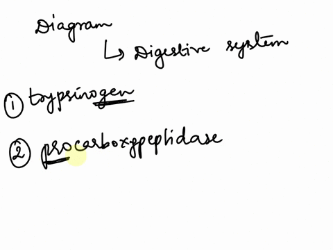 food-hci-protein-stomach-pepsin-pancreas-peptides-hco3-trypsinogen-chymotrypsinogen-proelastase-procarboxypeptidases-a-and-b-small-intestine-aminopeptidases-blood-di-and-tri-peptides-di-and-89604