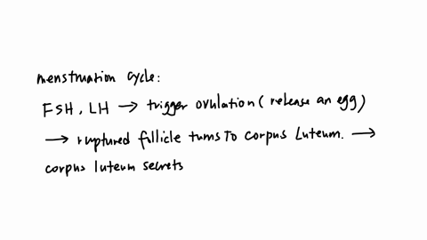select-the-correct-answer-which-process-is-responsible-for-causing-menstruation-a-breakdown-of-the-corpus-luteum-b-fertilization-of-the-egg-c-implantation-of-the-egg-in-the-endometrium-d-rup-12927
