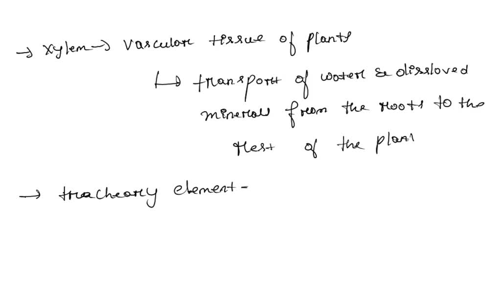 SOLVED: What does the xylem do? stores the glucose captures the