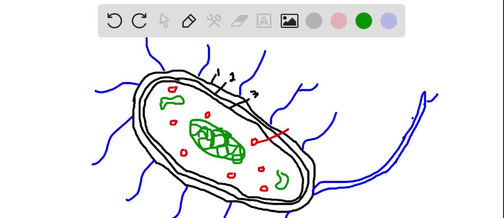 Solved Give A Brief Description Of The Structure Of The Bacterial