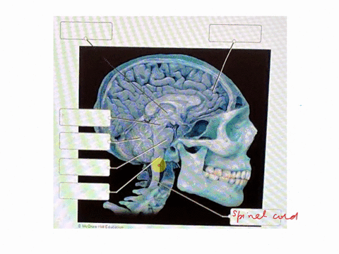 sagittal-brain-and-spinal-cord-label-the-sagittal-section-of-the-brain-and-spinal-cord-pituitary-gland-hypothalamus-cerebrum-cerebellum-thalamus-medulla-oblongata-pons-spinal-cord-midbrain-04088