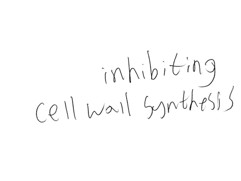 how-does-penicillin-kill-bacteria-disrupt-membranes-inhibit-protein-synthesis-inhibit-nucleic-acid-synthesis-inhibit-cell-wall-synthesis