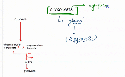 in-glycolysis-___-is-oxidized-and-___-is-reduced-a-nad-ldots-glucose-b-glucose-oxygen-c-atp-adp-d-gl-85633