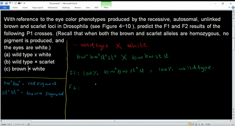 with-reference-to-the-eye-color-phenotypes-produced-by-the-recessive-autosomal-unlinked-brown-and-sc-33246