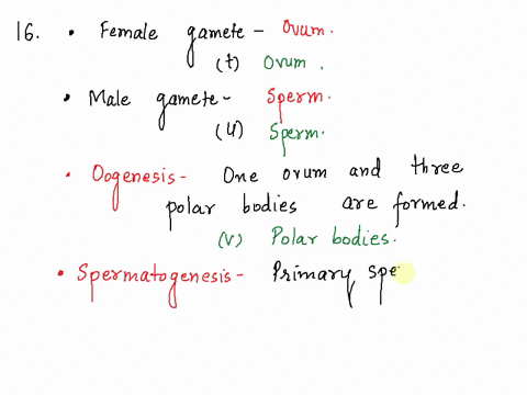 oogenesis-and-spermatogenesis-16-meiosis-occurs-in-the-ovaries-of-the-female-and-testes-of-the-male-the-process-of-meiosis-is-to-produce-gametes_-in-the-female-the-functional-gamete-is-calle-33779