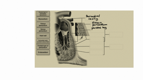 ldentify-the-layers-of-the-pericardium-and-the-heart-wall-of-this-frontal-section-by-clicking-and-dragging-the-labels-to-the-correct-location-in-the-illustration-viscerallayerof-pericardium-38442