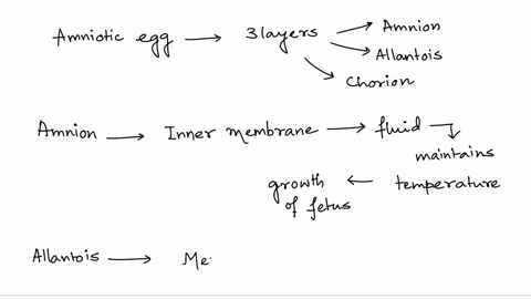 what-are-the-three-membranes-in-the-amniotic-egg-what-are-the-functions-of-these-membranes-what-are-the-advantages-and-disadvantages-of-this-type-of-egg-13404