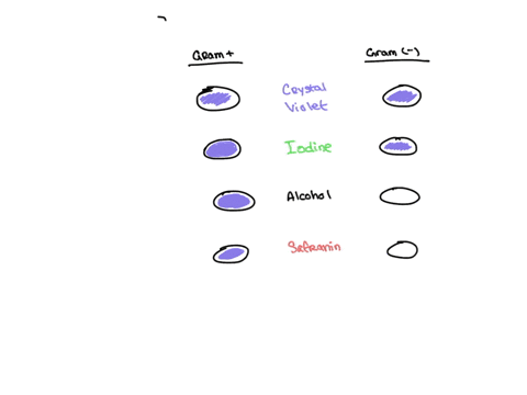 please-describe-the-gram-staining-procedure-be-sure-to-include-crystal-violet-iodine-alcohol-safranin-and-any-other-terms-you-think-are-important-to-the-technique-you-do-not-need-to-re-write-75203