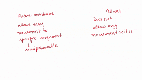what-is-the-difference-between-plasma-membrane-and-cell-wall-33001