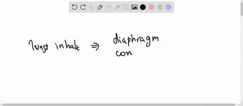 3-when-the-diaphragm-contracts-and-moves-down-what-happens-to-the-lungs-o-a-expanding-with-air-o-b-shrinking-air-out-o-c-pushing-air-out-o-d-moving-air-out-60263
