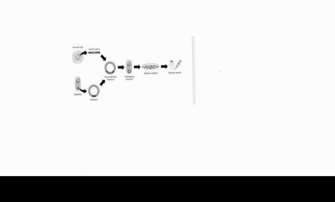 help-me-gmo-technology-today-is-an-points-important-part-of-modern-biotechnology-and-is-used-among-other-things-to-give-bacteria-plants-and-animals-new-properties-this-is-possible-by-inserti-04673
